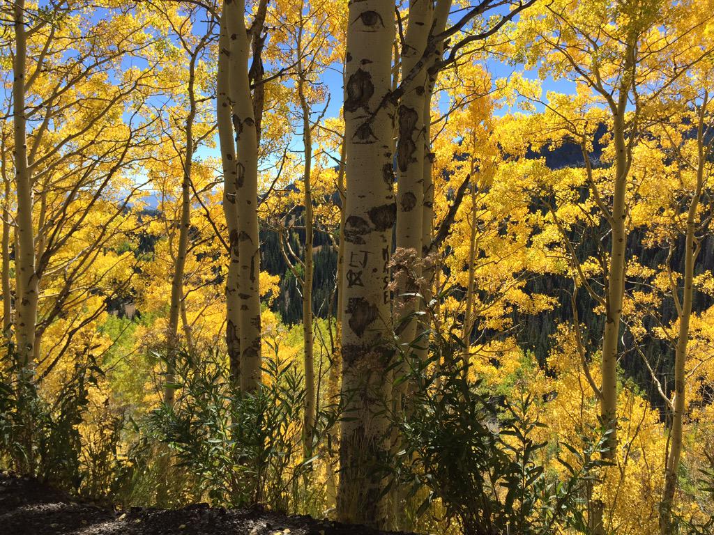 AshtonEdwards4's tweet photo. The colors! #GuardsmansPass Sunday drive w/ @ChaseThomason #Utah http://t.co/30xrqyn264