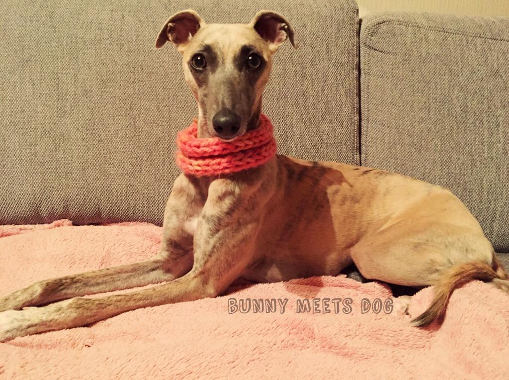 BunnyMeetsDog's tweet photo. My new knitted collar ✂️ #whippet Chloë 🎀 #knitting #collar #seldmade #greyhound #sighthound #lovemydog #dog http://t.co/kTrAKp1vPM