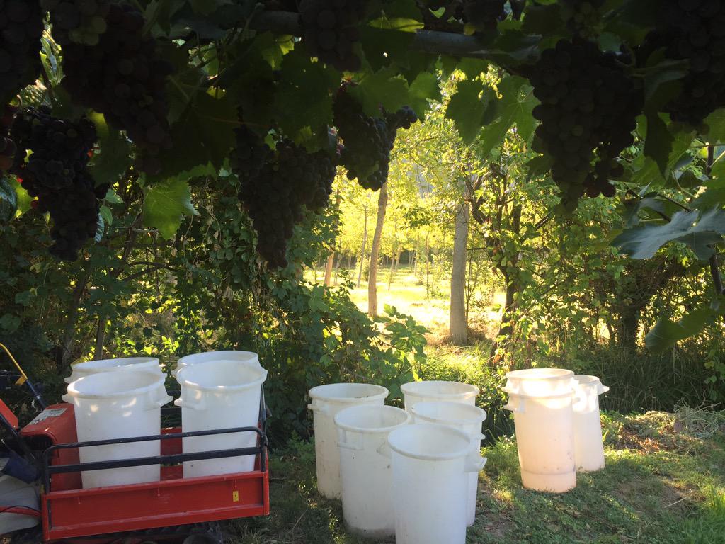 Sunday #collecting grapes #umbria #winewankers #whynotumbria #wine #sunny #instyle