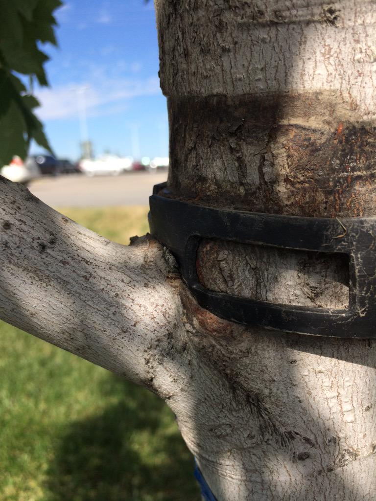 treesrtheanswr's tweet image. Saved 5 lives today.  #removehardware #treechat