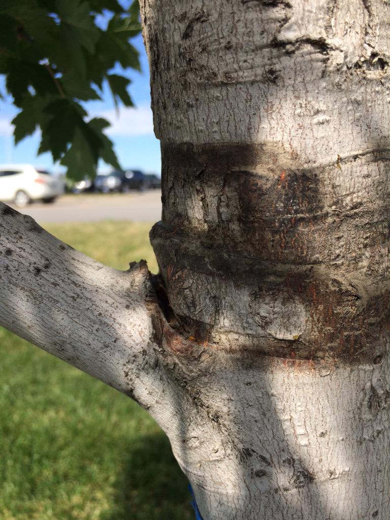 treesrtheanswr's tweet image. Saved 5 lives today.  #removehardware #treechat