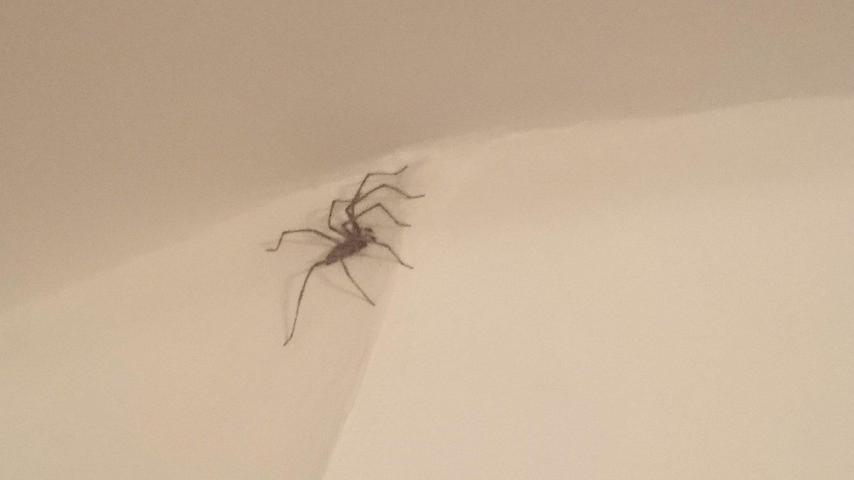 darkflamejam's tweet image. Hello, it's cold outside, I'm just going to move in while it's cold outside. I'll only nibble on you