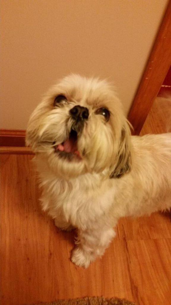 wrigley32's tweet photo. @JuniPug @KixMoxie2 mommies are cheering for the Eagles too!!! http://t.co/m7jcU8atPk