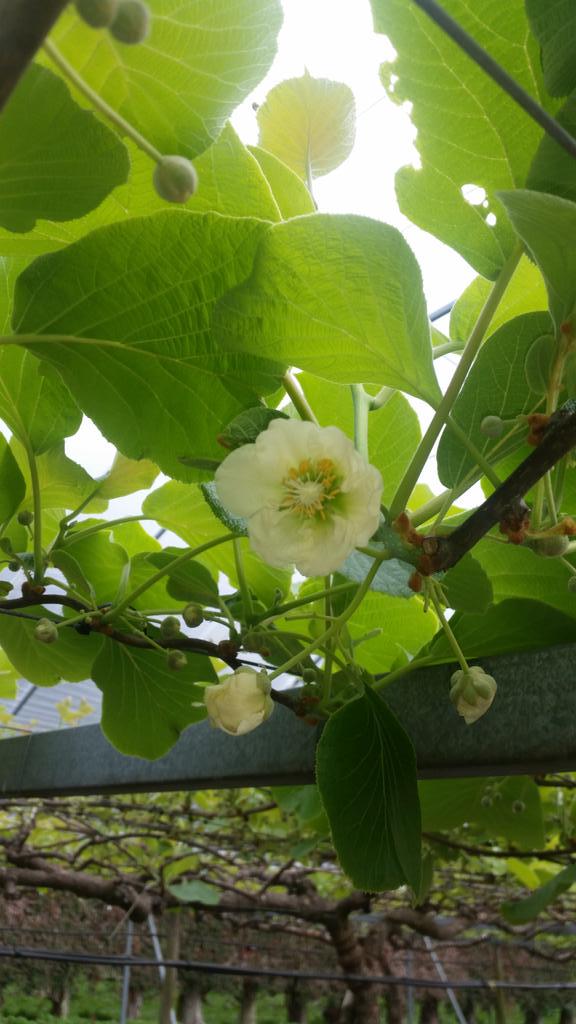 patrickmalley's tweet image. Spring has finally sprung in our #kiwifruit !! #northland #zespri @pimpnkiwifruit