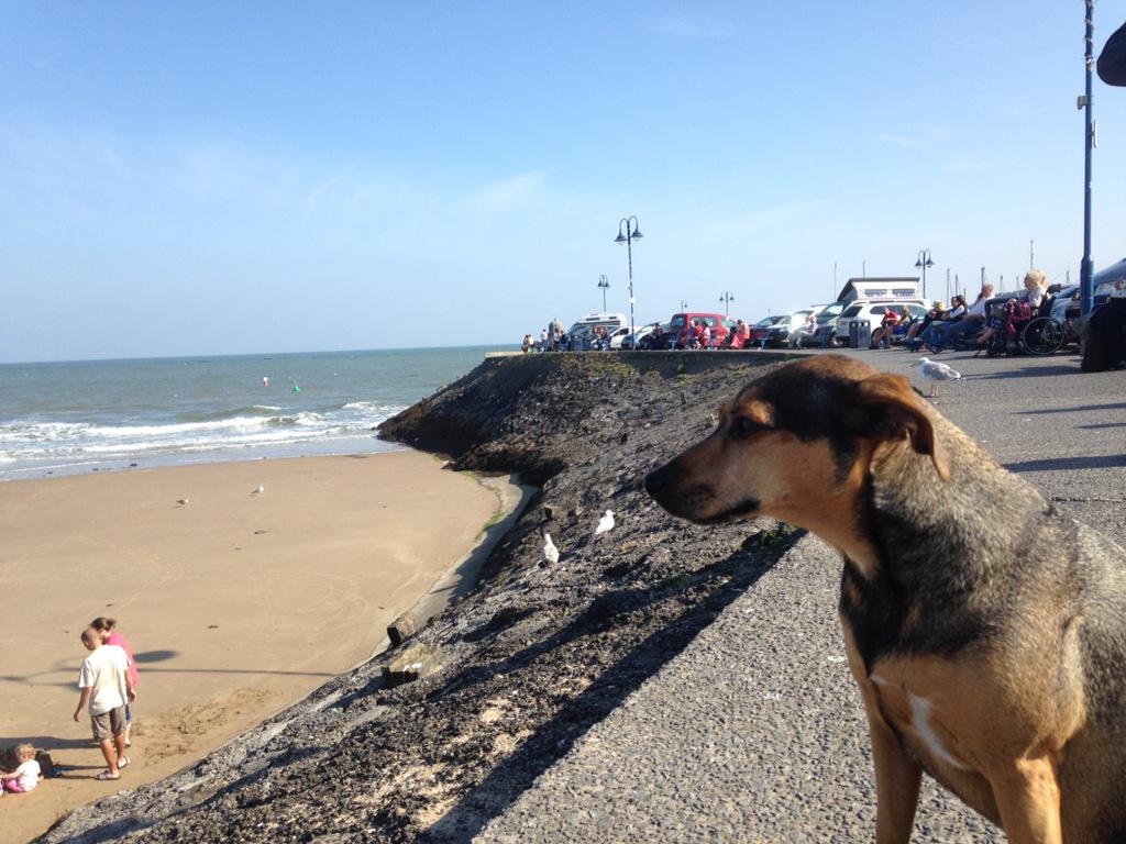 Paw_pints tweet picture