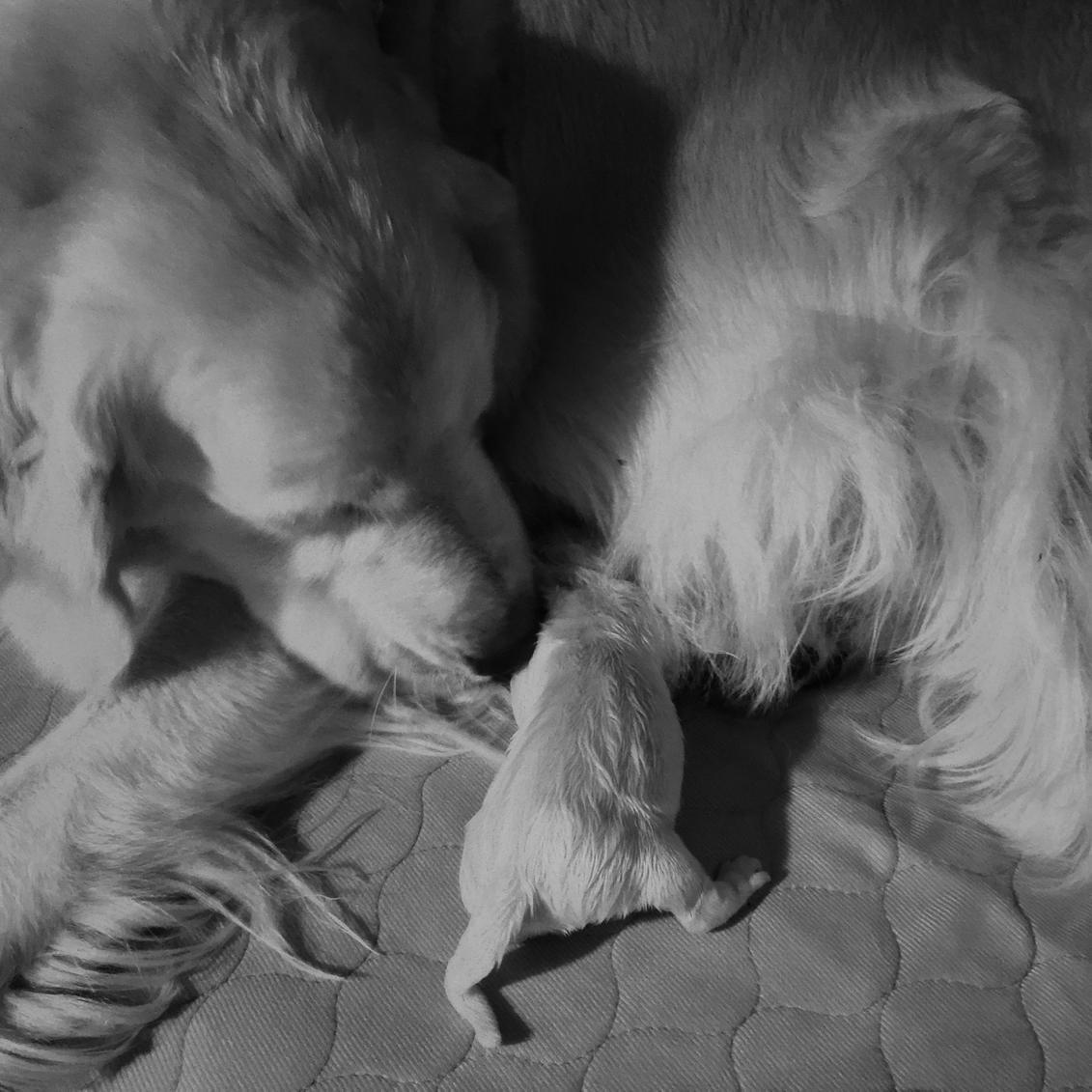 tillyretrievers's tweet photo. More Puppies‼️#puppies #goldenretrievers @akahamlet http://t.co/eor22Fp2jD