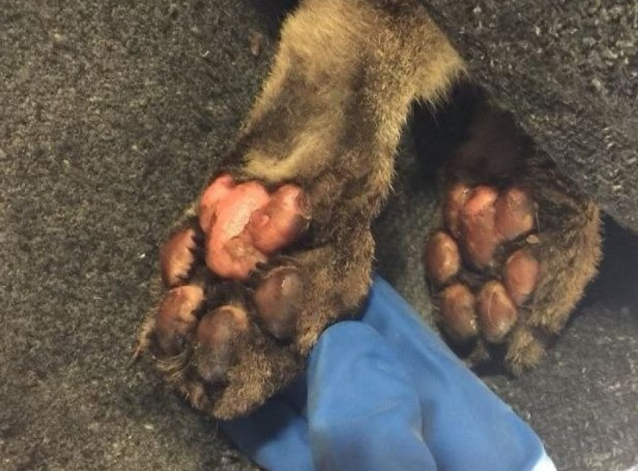 KenWayne's tweet image. Burned #mountainlion cub rescued from #ButteFire. Prognosis "guarded". #CaliforniaDFW