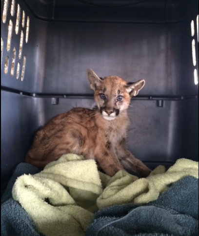 KenWayne's tweet image. Burned #mountainlion cub rescued from #ButteFire. Prognosis "guarded". #CaliforniaDFW