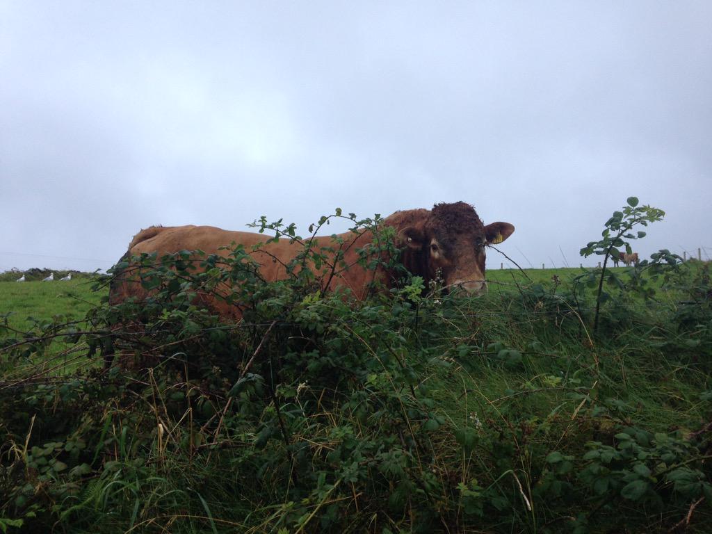 GaryPhotogr's tweet photo. Met this #dude this evening while #spinning #bull #itsmyfield http://t.co/XQWxYml9R0