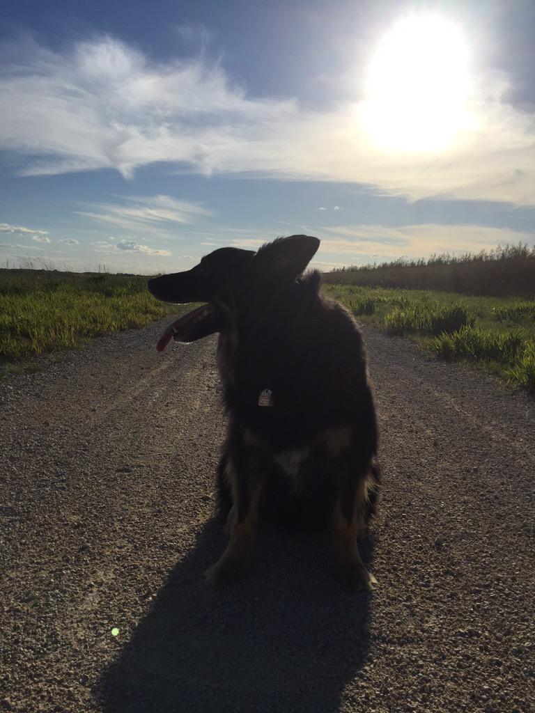 sorca3's tweet photo. Taking a break. #bordercollie #sunnyday #hopewinternevercomes http://t.co/IJueGVXEc6