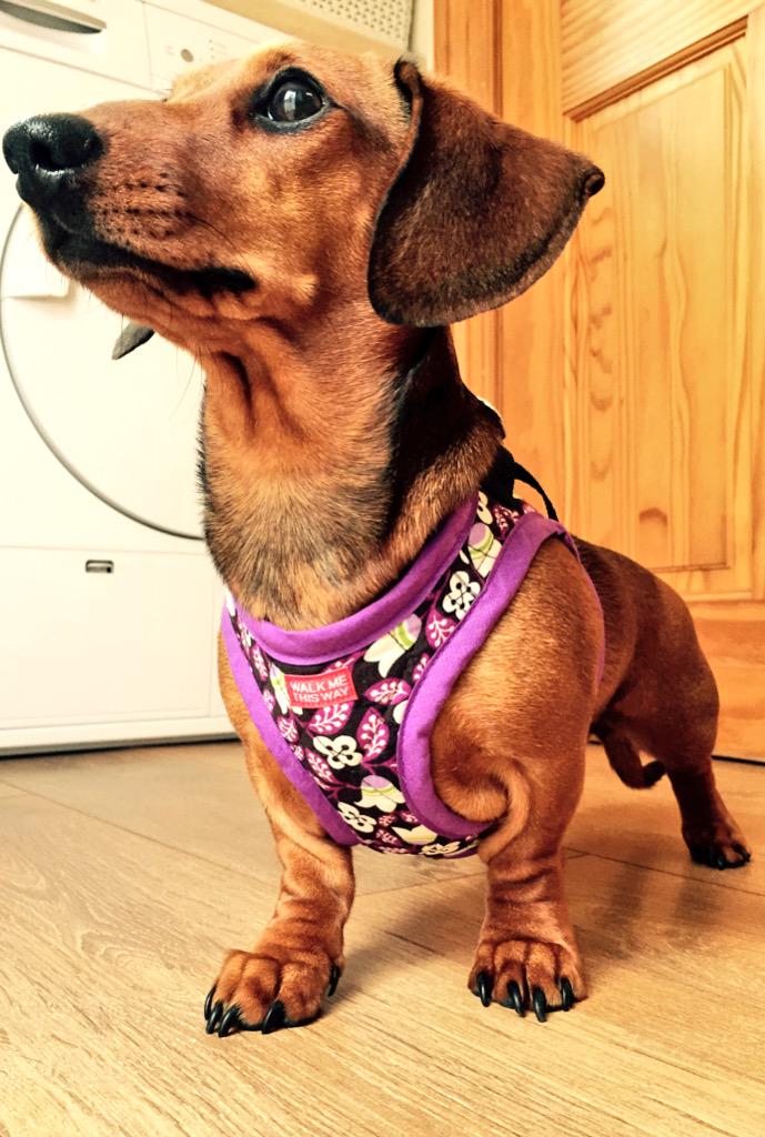 #wrinkles I have the cutest girl #lookatthosewrinkles #dachshund 
#puppylove @WalkMeThisWay
