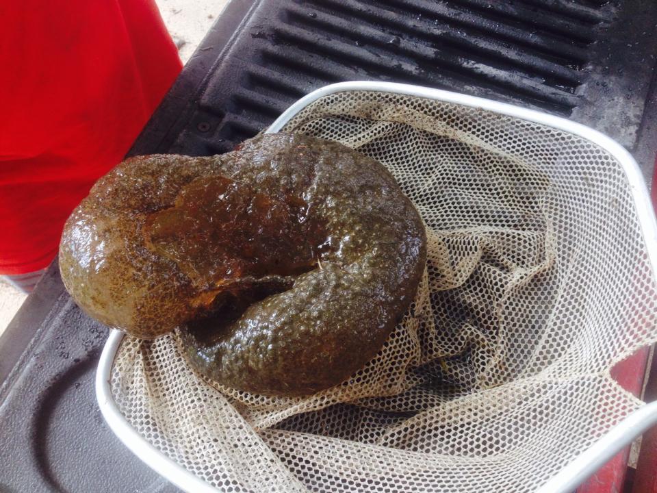 Does anyone know what this is? It was found in Newport lake today. @ArkansasGameAndFish @ryanvaughan