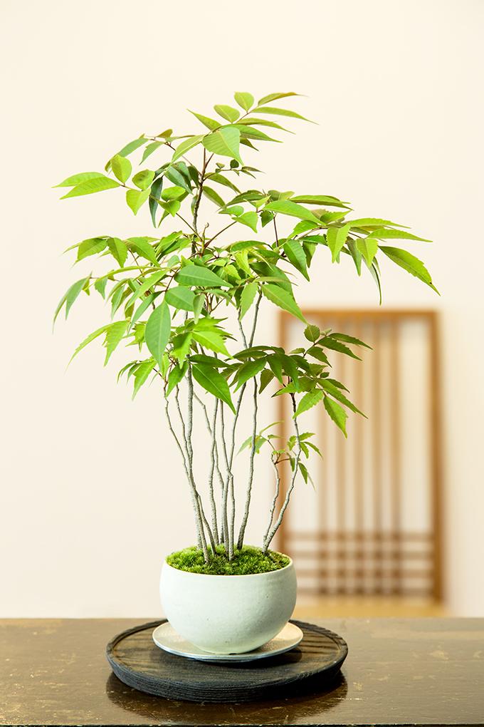 Sekai Bonsai On Twitter Beautiful Japanese Bonsai Which Is Called Keshiki Bonsai Made By Kenji Kobayashi Https T Co 20bdetkvip Bonsai Https T Co Xylphmqknr Twitter