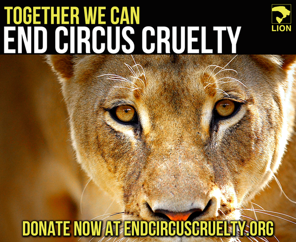 DuckDefenders's tweet photo. Together, we can end the cruelty: http://t.co/QSRVMxGTek #NeverStopRoaring #RoaringforChange #AnimalCruelty http://t.co/itdDG6rQ0a