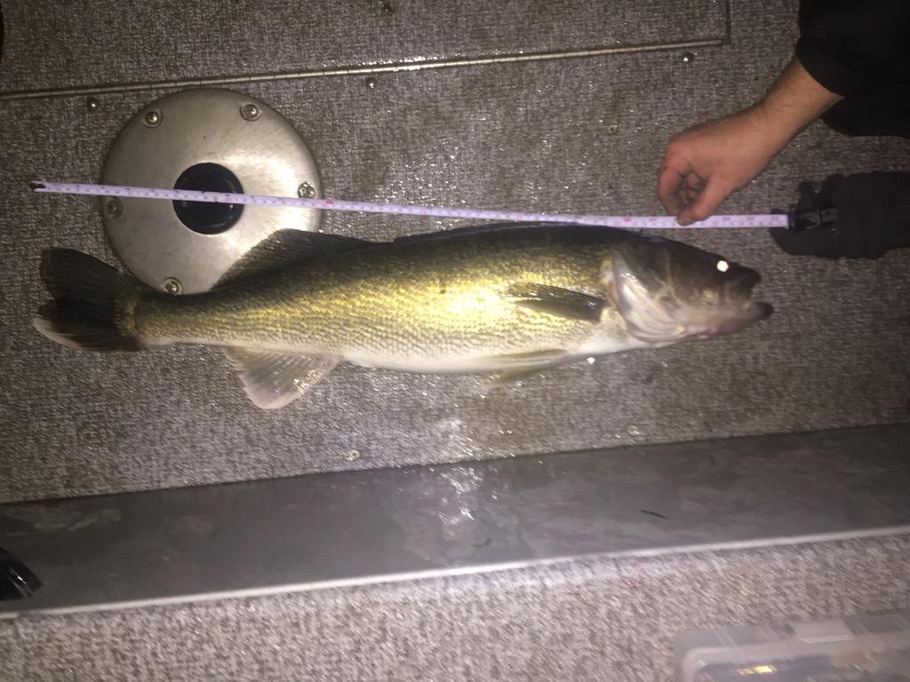 30 inch Walleye. Watch out <a href="/UncutAngling/">Uncut Angling</a> <a href="/ALUMACRAFTBOATS/">ALUMACRAFT BOATS</a> <a href="/39hours/">Con</a> <a href="/Fishinggeeks/">Fishinggeeks</a>