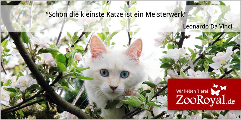zooroyal's tweet photo. Katzen sind einfach wunderbare Wesen, oder?
#Catcontent #Cats #CatsofGooglePlus #Catsofinstagram http://t.co/YTXwE4YYcA
