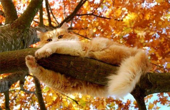 fadeeva9's tweet photo. @rossettong @WeavingMaiden @sandrinedestraz @ANASTALYA @MarionSpekker @JenaC2 @huskorkut Hello my dear friends! http://t.co/z1WusygPeh