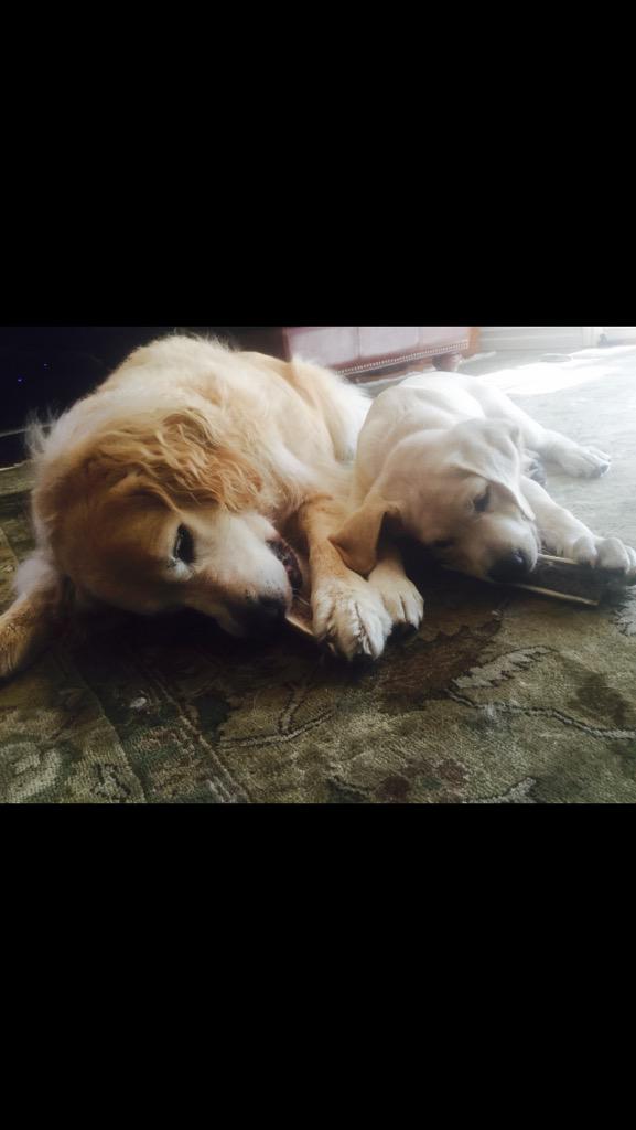 havanableu's tweet photo. I love my puppy http://t.co/fKlQlmHB54