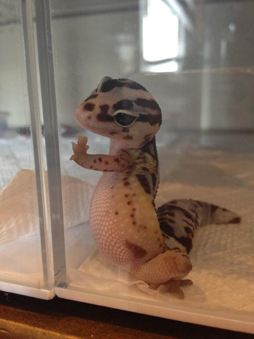 トカゲの赤ちゃんによる 壁ドン がかわいすぎる ヒョウモントカゲモドキ 飼いたくなったじゃん Togetter