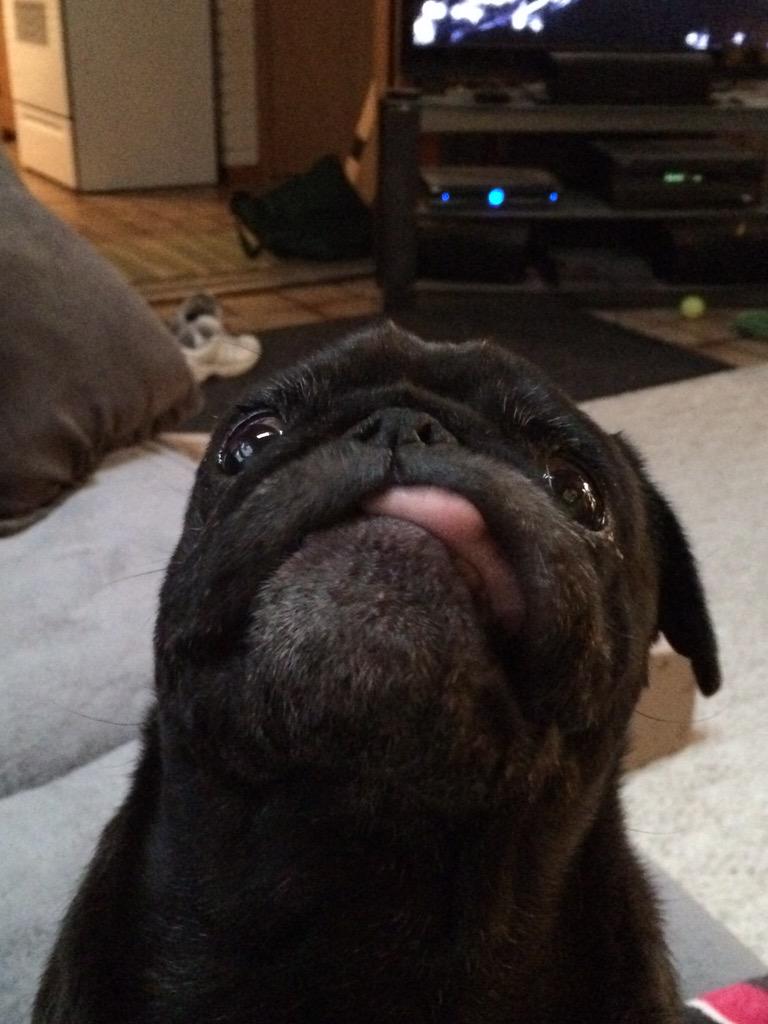 KirbyPug's tweet image. @ChubbsTheWampug #doesthiswork