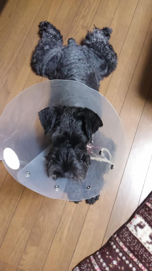 動物病院 Cafe בטוויטר 動物愛護週間 飼い主さんが認知症で これは犬種なに というくらい毛むくじゃらの鎧兜状態で見つかり保護されたムック 皮膚炎が慢性的なのでカラーを付けていますがそのお陰で悪化せずに過ごしています 今 里親募集中 Http T Co 動物病院 Cafe בטוויטר 動物愛護週間 飼い主さんが認知症で これは犬種なに というくらい毛むくじゃらの鎧兜状態で見つかり保護されたムック 皮膚炎が慢性的なのでカラーを付けていますがそのお陰で悪化せずに過ごしています 今 里親募集中 Http T Co