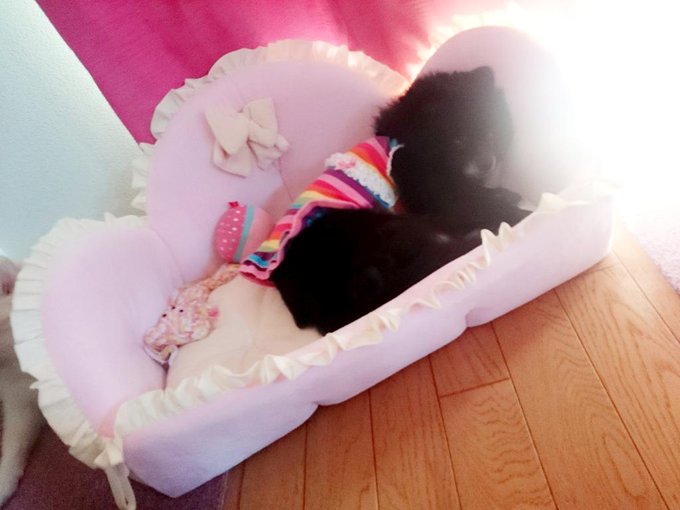 ユリアちゃんベットでのんびりしてる(*>&omega;<*) http://t.co/lyWrLip0uI