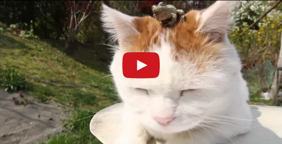 buzzcats_net's tweet photo. 【ほっこり】頭の上にカエルを乗せたままひなたぼっこする猫
http://t.co/esrWt28J25 http://t.co/v0gRyrseTd