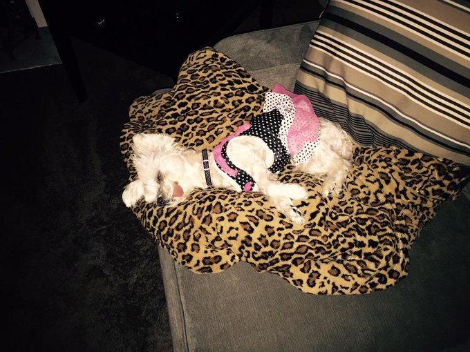 My little baby pixie is as graceful as me when she sleeps! Love my little angel! Making daddy @COLBYJANSENXXX<a href="/tag/powercouple"class="tags"><span>#powercouple</span></a>