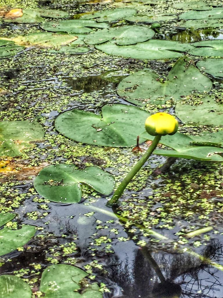 hempstead_house's tweet photo. Merchant's Mill Pond! #kayakinginnc #northcarolina #swamp http://t.co/ndUJZCGGqr