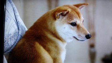 豆柴のキツネ顔の特徴知ってる これであなたもキツネ顔マスターに Harutoの豆柴 Funブログ