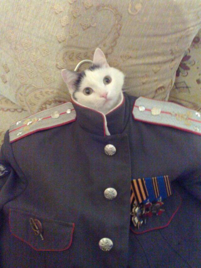 DangerousLee986's tweet photo. I'm the captain meow. http://t.co/QhagfVTmCC