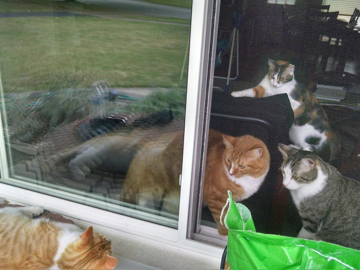 jlldorman411's tweet photo. Lawn reseeded & fertilized, patio chairs hosed, bathrooms purged & reorganized #maintenanceday #blisters #catvisitor http://t.co/FpSpLJwd0J