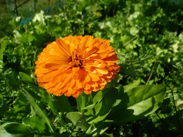 四季の草花bot キンセンカ 別名 カレンデュラ ポットマリーゴールド キク科一年草 花期 １２ ５月 オレンジ や黄色の一重や八重の花を咲かせ育てやすいが酸性土壌だど育ちが悪くなる 花壇のほか仏花などに使われ ヨーロッパではハーブとして扱われる