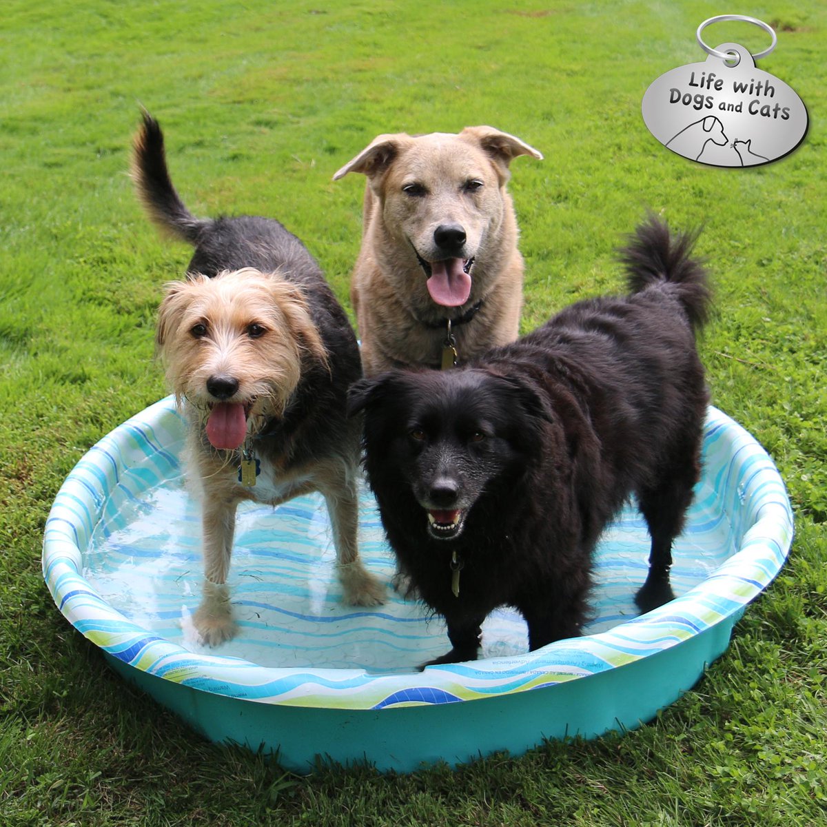 WithDogsAndCats's tweet photo. It took all summer but I finally got all 3 dogs in the kiddie pool. #NowItsFall http://t.co/9D11SWnOj9 http://t.co/BIghS23AWP