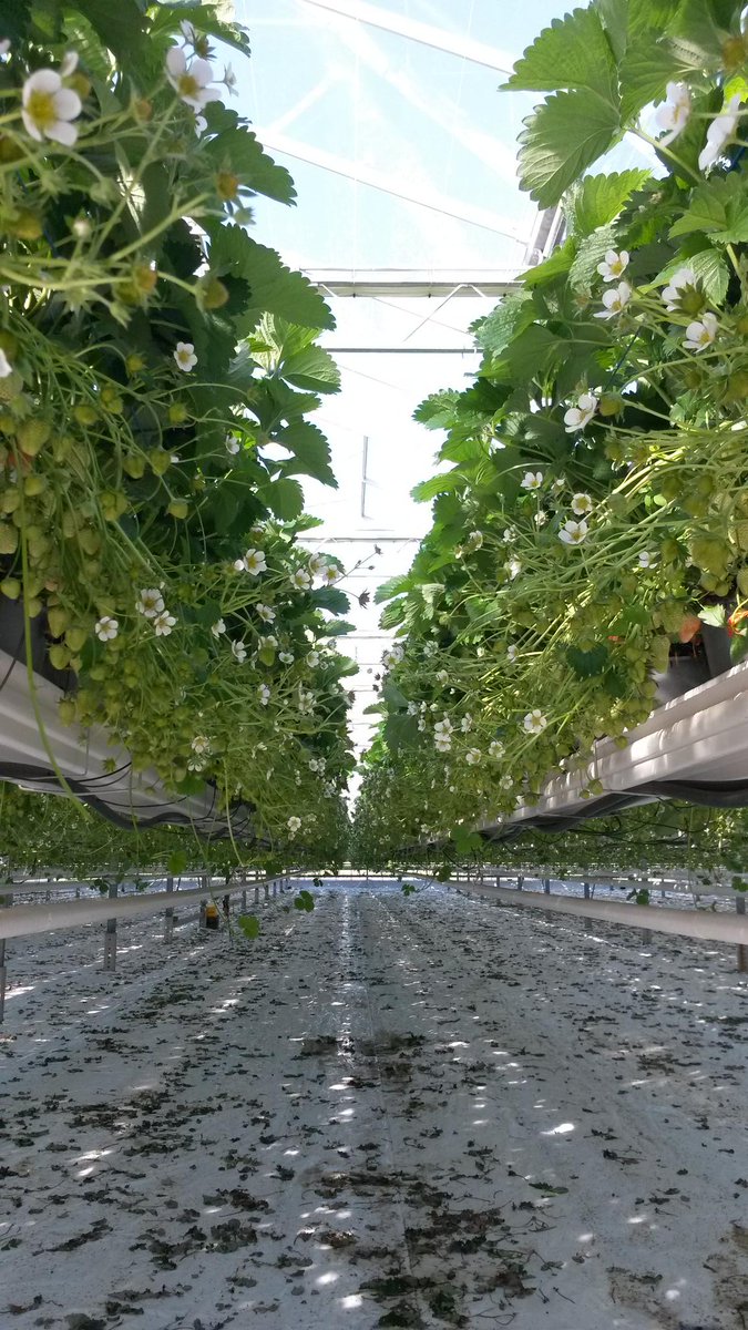 Nog even en dan zijn ze er weer verse hollandse aardbeien uit de kas