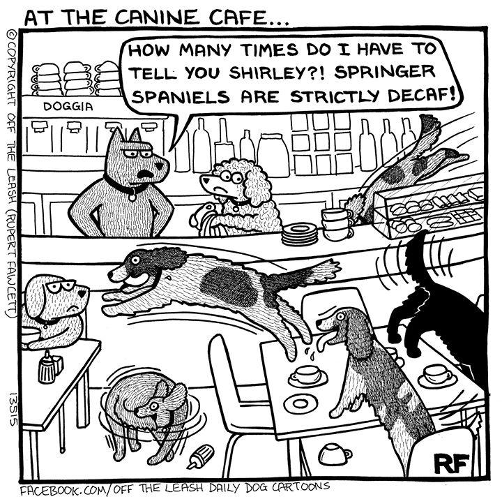 HolidogTimes's tweet photo. Anyone who knows a springer spaniel can relate to this one! http://t.co/C1uBu4fysc