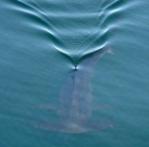 Shark Angel tweet media