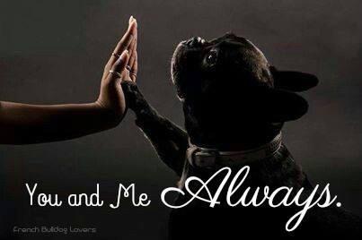 Frenchie_rescue's tweet photo. Couldn't say it better - #fbnsa #weloveanimals #welovefrenchies #educate #frenchbulldogs #frenchieoftheday http://t.co/ylpNHQkbOz