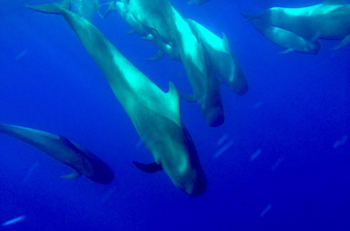 tenerifedolphin's tweet photo. Vida en libertad!!!! ...disfruta la vida marina a bordo del Royal Delfin. http://t.co/KQJbvvfcoX