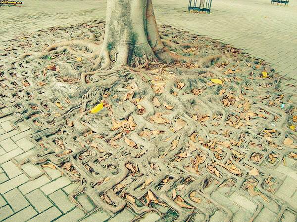 DANIROVIRA's tweet photo. Nos iremos al carajo y la naturaleza recobrará su lugar... http://t.co/7xpJyIH3Jo