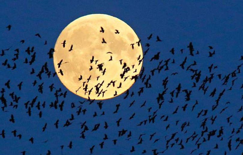 KonbiniFr's tweet photo. Les plus belles photographies de la "super-Lune de sang" http://t.co/XMn4FH36cZ http://t.co/iqPXzJcxLA