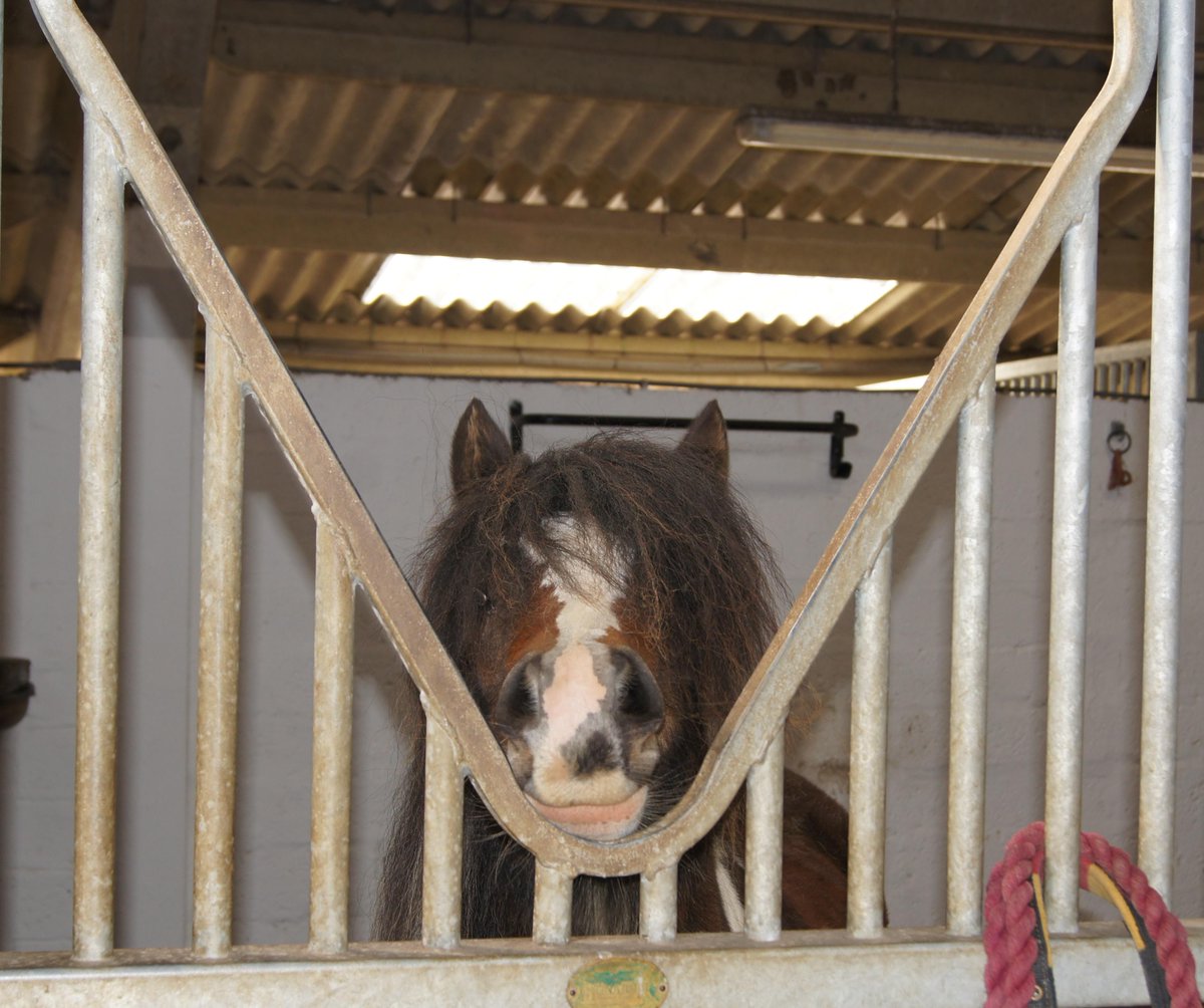 HorseWorldTrust's tweet photo. Bella is not impressed at having to come in.
#SulkyFace #GrumpyPony #IHateMondays http://t.co/L67xdfwjs8