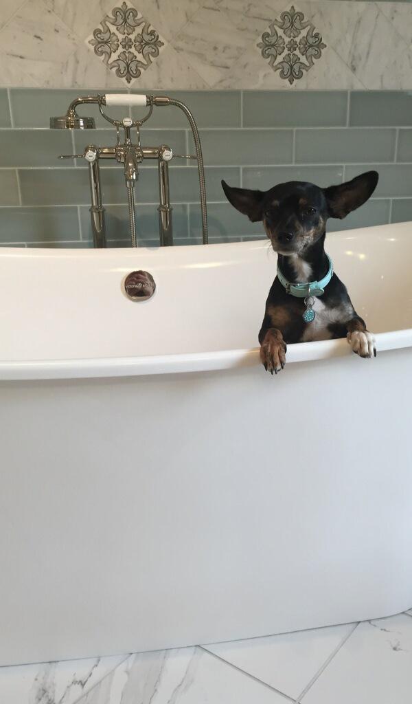ExquisiteDes's tweet image. Kya is loving the Victoria &amp;amp; Albert Toulouse &amp;amp; the MTI Juliet free standing tubs. Stop in &amp;amp; say hello to Kya!