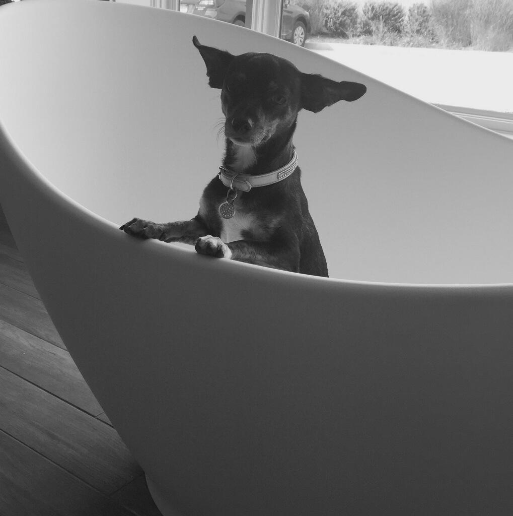 ExquisiteDes's tweet image. Kya is loving the Victoria &amp;amp; Albert Toulouse &amp;amp; the MTI Juliet free standing tubs. Stop in &amp;amp; say hello to Kya!