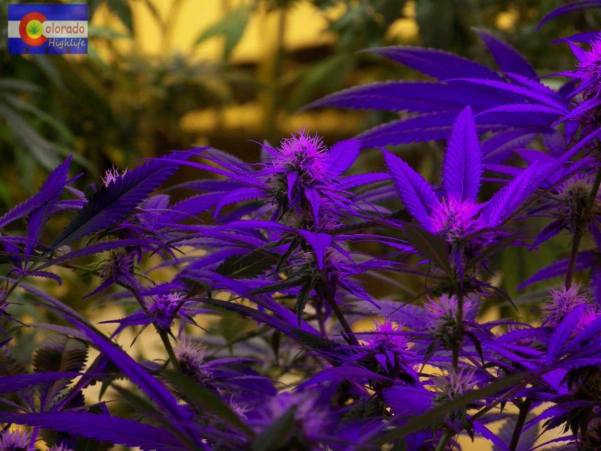 usaWEEDorg's tweet photo. #420friendly @ColoHighlife is ready to take you on a #420adventure. #usaweed is your place for #cannabis travel info http://t.co/DMvYEeLyfq