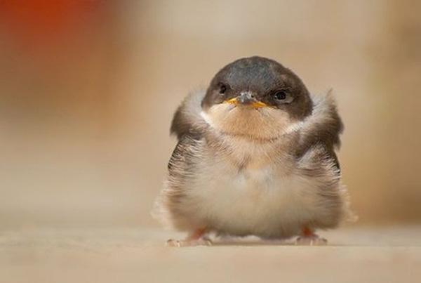 Parcelgenie's tweet photo. We're loving this #addbirdstoasong trend! 'Mysterious Gull' is the best we've thought of so far...what's yours? http://t.co/oWywOnwT3B