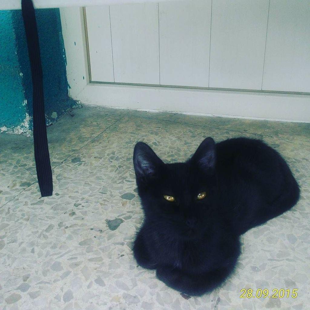 Chatchatcatcat's tweet photo. #blackcat #instacat #instaanimal #animals #cat #kedi #instakedisi #onunicin de #olmazya #herşeygüzelolacak by ayber… http://t.co/JV7KFKBnu0