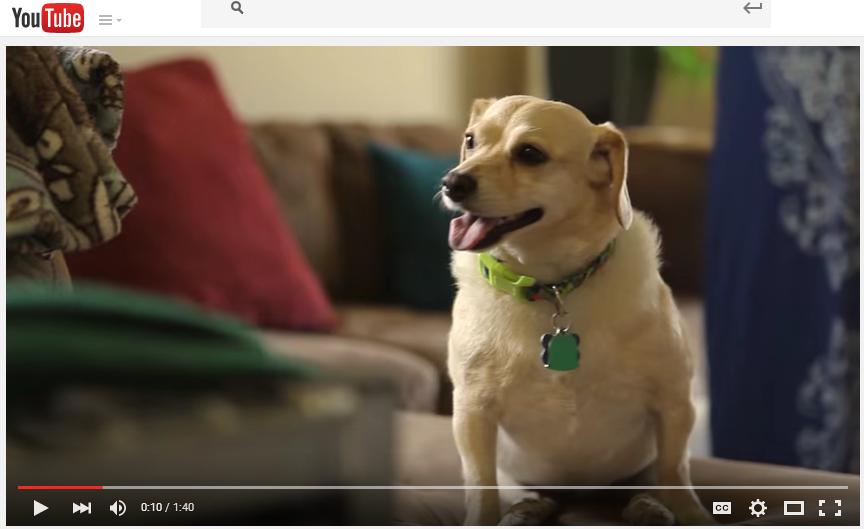SPAWLLC's tweet photo. Great (short) YouTube video of a dog with #determination... http://t.co/H1SgjYIyPt
#ilovemydog #dogs #love http://t.co/747u2N7Xvl