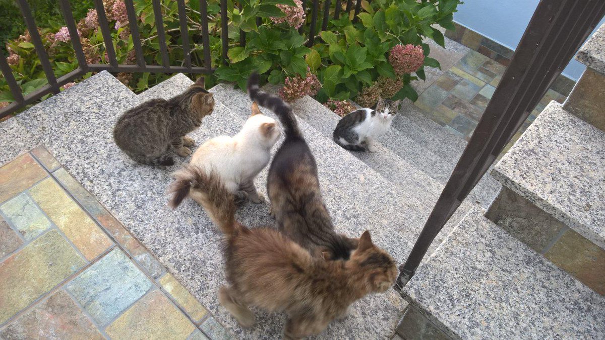 efisioarbau's tweet photo. La nostra squadra antitopo.. http://t.co/PkieTDBrHs