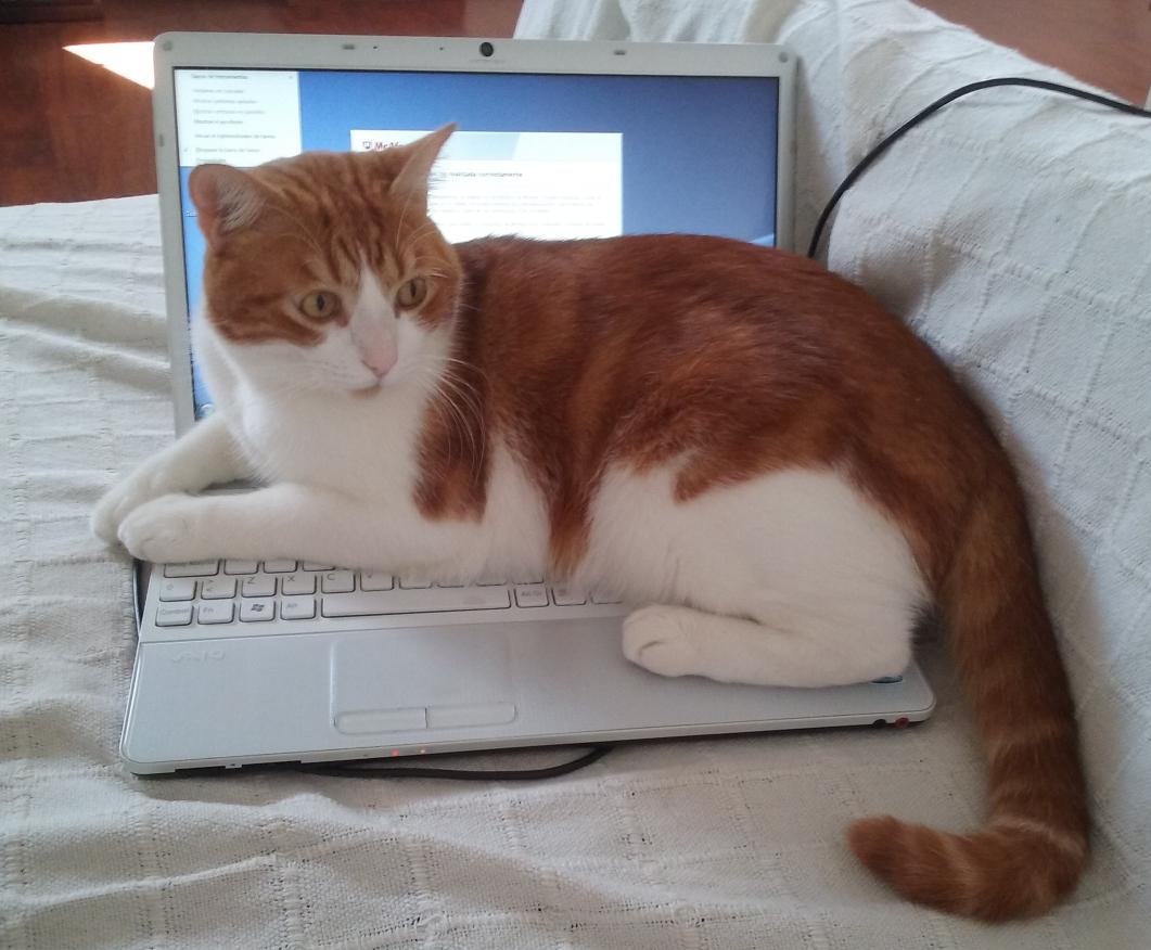 TherMartinez's tweet photo. Cuando tu gato decide que ya has usado el ordenador bastante por hoy http://t.co/U4s6KkW2vT
